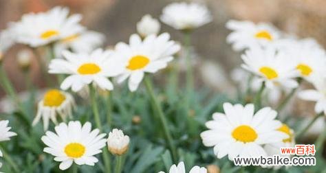 探索雏菊的花语和寓意 雏菊的花语与寓意