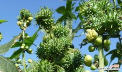 刺球开花的寓意与象征 以刺球开花