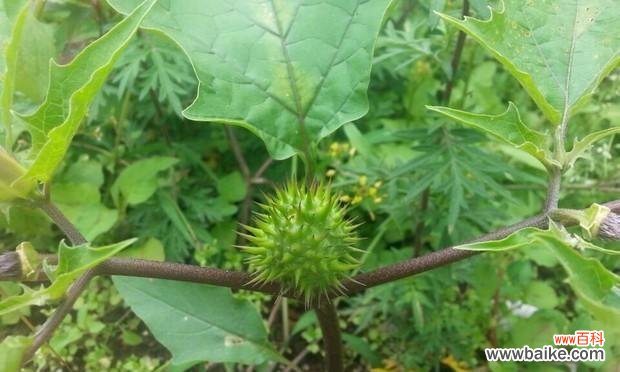 刺球开花的寓意与象征 以刺球开花