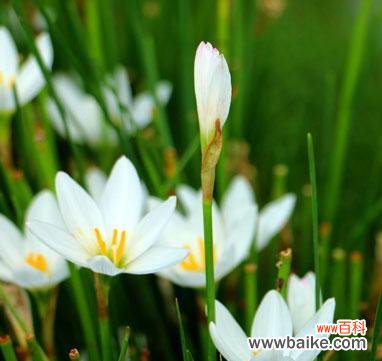 葱花寓意什么含义有哪些 葱花花语揭示的深意