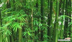 翠竹的生命力与坚韧 翠竹的象征意义