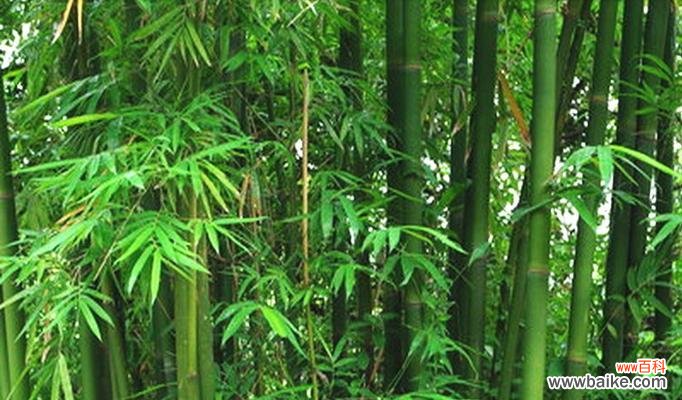 翠竹的生命力与坚韧 翠竹的象征意义