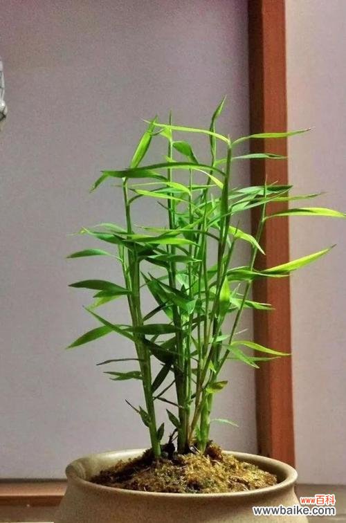 翠竹的生命力与坚韧 翠竹的象征意义