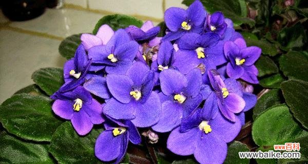 紫色紫罗兰花语的丰富内涵与象征意义 紫色紫罗兰花语及其意义探究