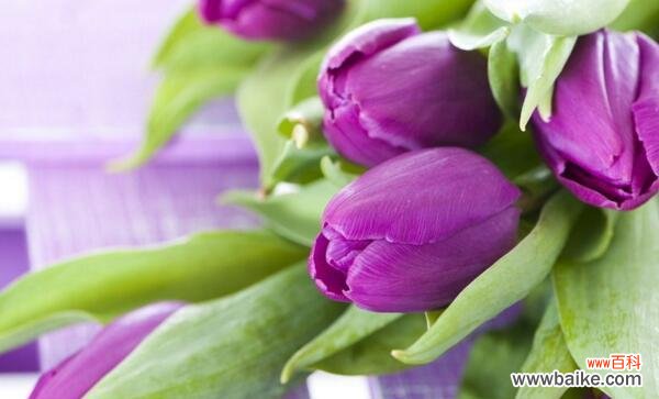 揭示花海中的情感密码 紫色郁金香的花语