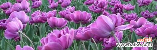 揭示花海中的情感密码 紫色郁金香的花语