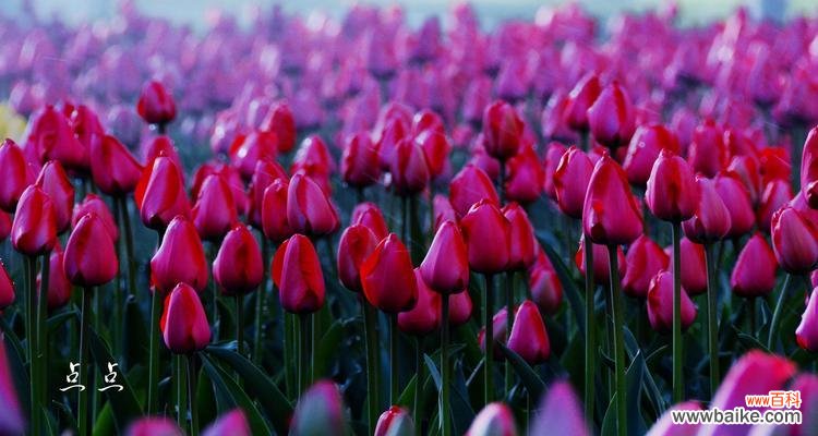 探索郁金香花语的深层内涵与文化背景 紫色郁金香花语的意义与象征