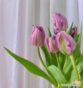 探索郁金香花语的深层内涵与文化背景 紫色郁金香花语的意义与象征