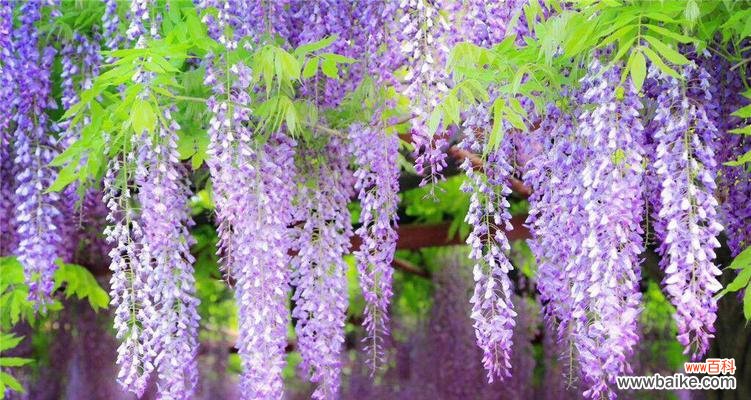 探索紫藤花的浪漫寓意与传递的情感 紫藤花的花语和寓意