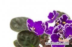 探寻紫色紫罗兰的花语寓意 紫罗兰花语