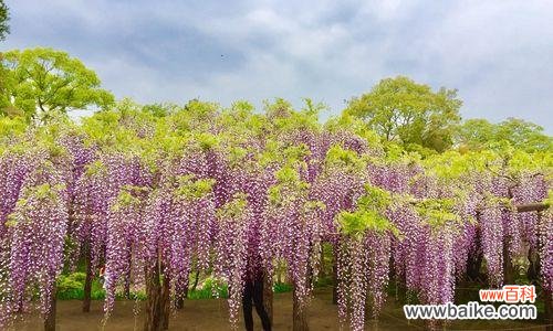 揭秘紫藤花的神秘与魅力 紫藤花传说与花语之谜