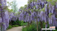 揭秘紫藤花的神秘与魅力 紫藤花传说与花语之谜