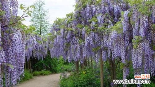 揭秘紫藤花的神秘与魅力 紫藤花传说与花语之谜