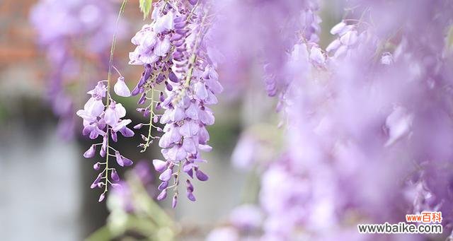 紫藤花的花语及寓意 紫藤花