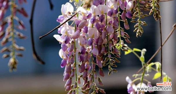 紫藤花的花语及寓意 紫藤花