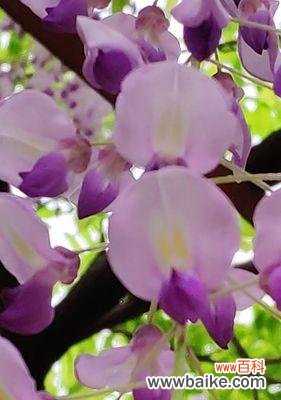 探寻紫藤花花语的深层含义 紫藤花的花语与寓意