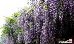 探寻紫藤花的美丽秘密 紫藤花花语——花开盛世，芬芳如梦