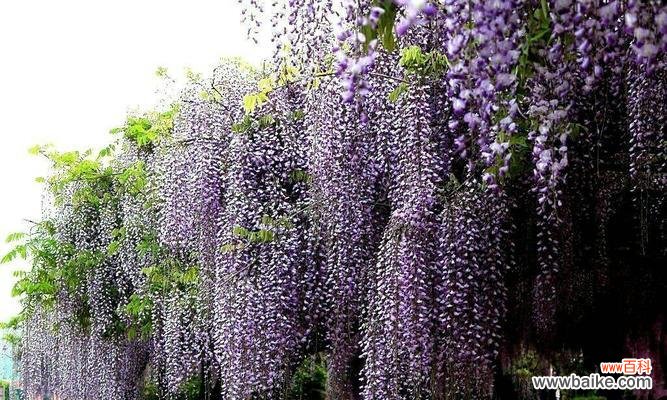探寻紫藤花的美丽秘密 紫藤花花语——花开盛世,芬芳如梦