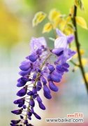 深情浪漫 紫藤花的寓意与象征