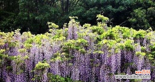 生命之花的奇迹与希望 紫藤花