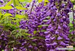 探索紫藤花语 紫藤花的象征与寓意——浪漫与希望的化身