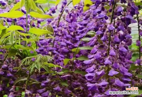 探索紫藤花语 紫藤花的象征与寓意——浪漫与希望的化身