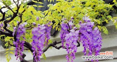 探寻紫藤花的神秘与美丽 紫藤花语与意义