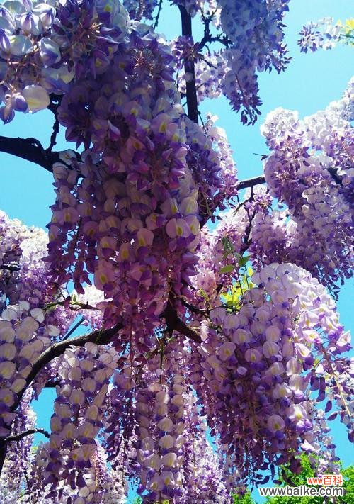 探寻紫藤花的神秘与美丽 紫藤花语与意义