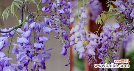 傲立不倒的紫藤花 紫藤花的花语与传说