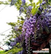 解读紫藤萝的花语与寓意 紫藤萝花语与寓意