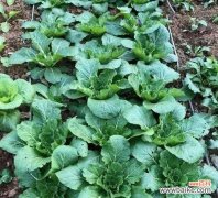 从土地到餐桌 大白菜的象征意义与文化内涵