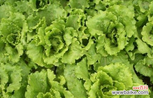 从土地到餐桌 大白菜的象征意义与文化内涵