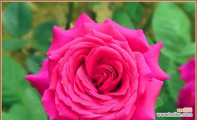 大连市花的优雅魅力与城市精神的体现 大连市花月季花的寓意与象征意义