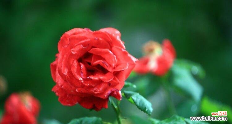 大连市花的优雅魅力与城市精神的体现 大连市花月季花的寓意与象征意义