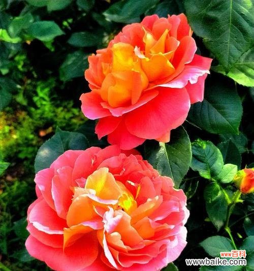 大连市花的优雅魅力与城市精神的体现 大连市花月季花的寓意与象征意义