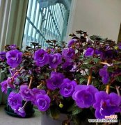 探秘大岩桐花的风水禁忌与摆放方式 大岩桐花的风水寓意与摆放位置