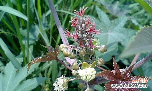 探索大戟科植物的独特特征与生态价值 大戟科植物
