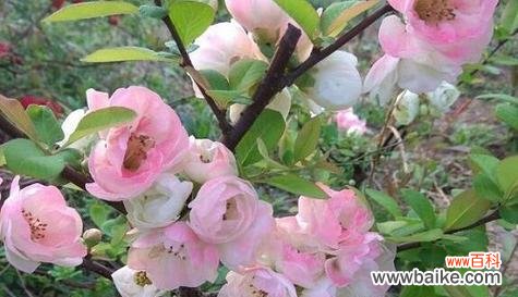 探秘大理市花茶花的丰富内涵 大理市花——茶花的意义与魅力