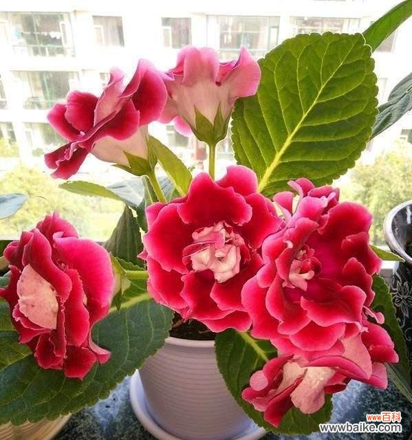 诠释桐花的深远寓意 大岩桐花的花语与意义