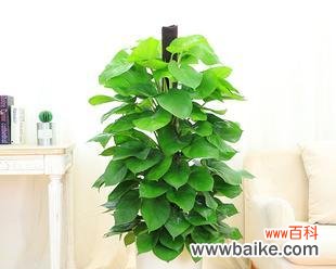 招财纳福的绿叶守护神 大叶绿萝的风水寓意与摆放位置