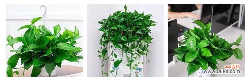 招财纳福的绿叶守护神 大叶绿萝的风水寓意与摆放位置