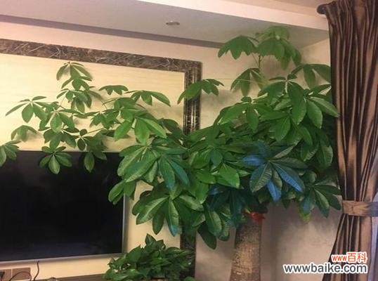 探讨大叶海棠在风水学中的象征意义及布置方法 大叶海棠的风水寓意与摆放位置解析