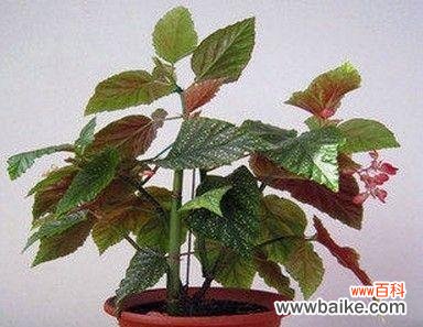 探讨大叶海棠在风水学中的象征意义及布置方法 大叶海棠的风水寓意与摆放位置解析