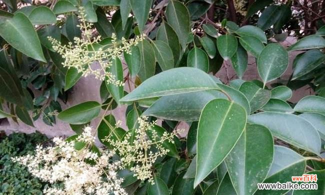 为家居增添吉祥氛围的关键秘诀 大叶女贞的风水寓意和摆放位置