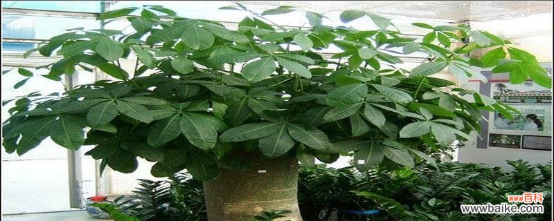 为家居增添吉祥氛围的关键秘诀 大叶女贞的风水寓意和摆放位置