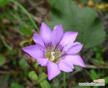 借花触摸傲慢 傲慢高傲之花