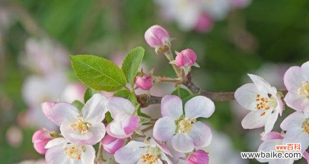 借花触摸傲慢 傲慢高傲之花