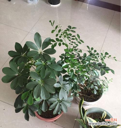 一片红叶承载思念 代表不舍的植物