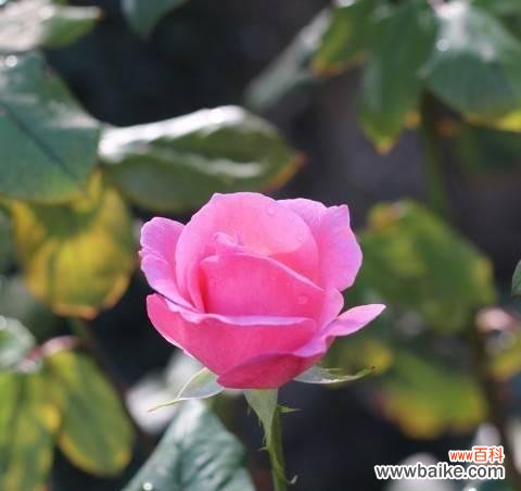 花开千万朵 爱情专一的象征——一朵红玫瑰