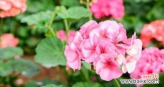 花开千万朵 爱情专一的象征——一朵红玫瑰